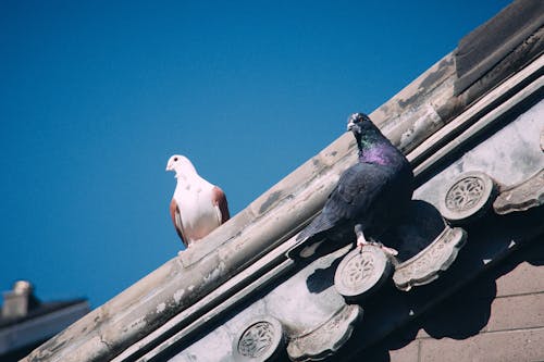 Pigeons Perching on the Edge of the Roof