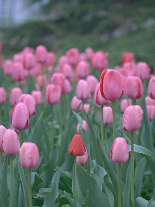 tulips, but y2k style