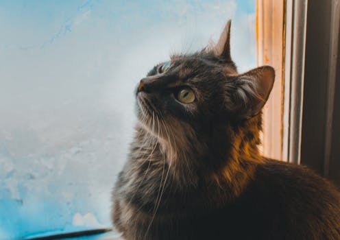 窗前，一只毛茸茸的可爱小猫抬起头，展现出它的好奇与魅力