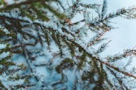 特写镜头捕捉了白雪覆盖的冷杉树枝，展现了冬季户外的精髓