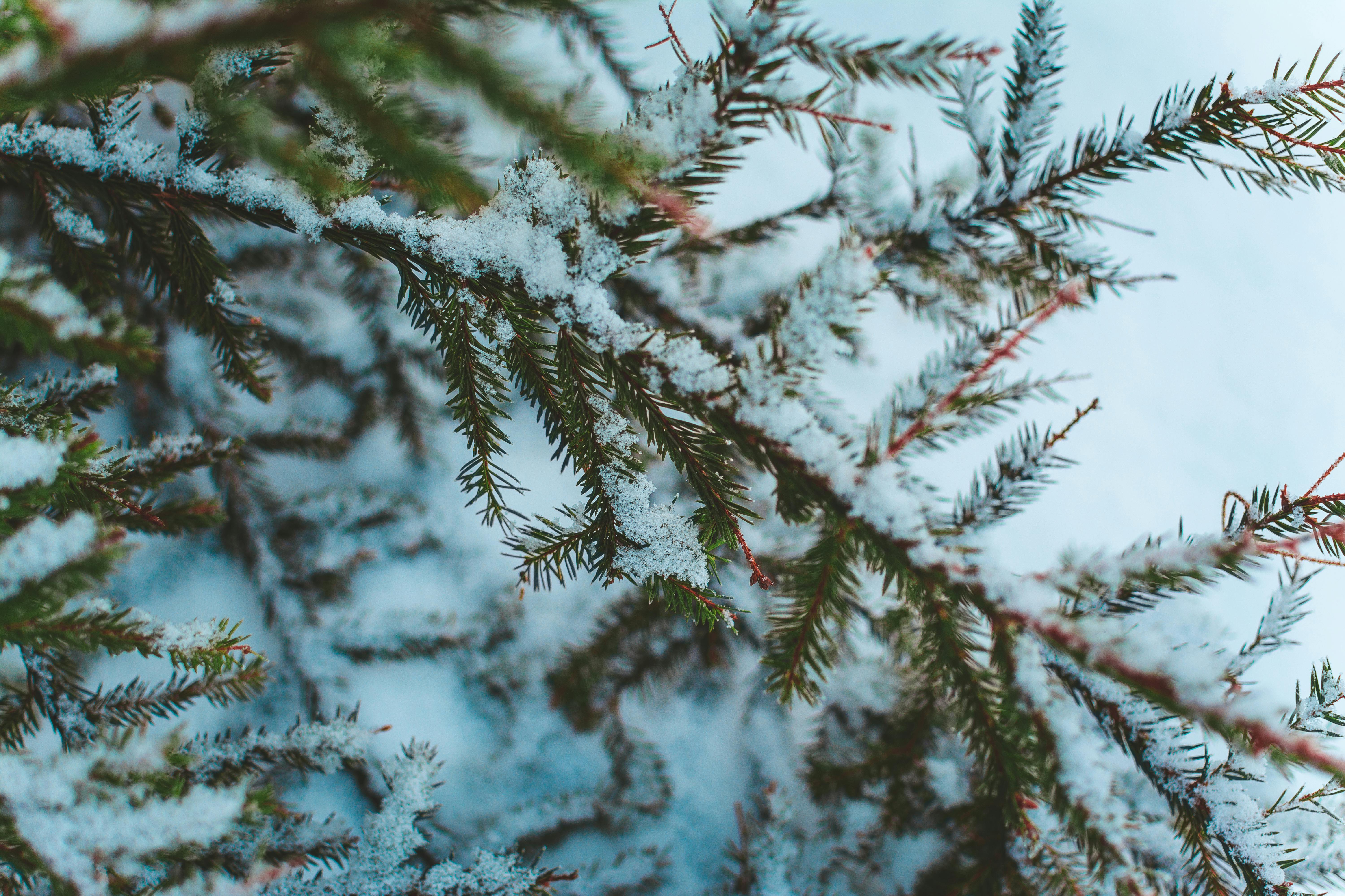 Several Green Fir Branches Stock Photo - Download Image Now