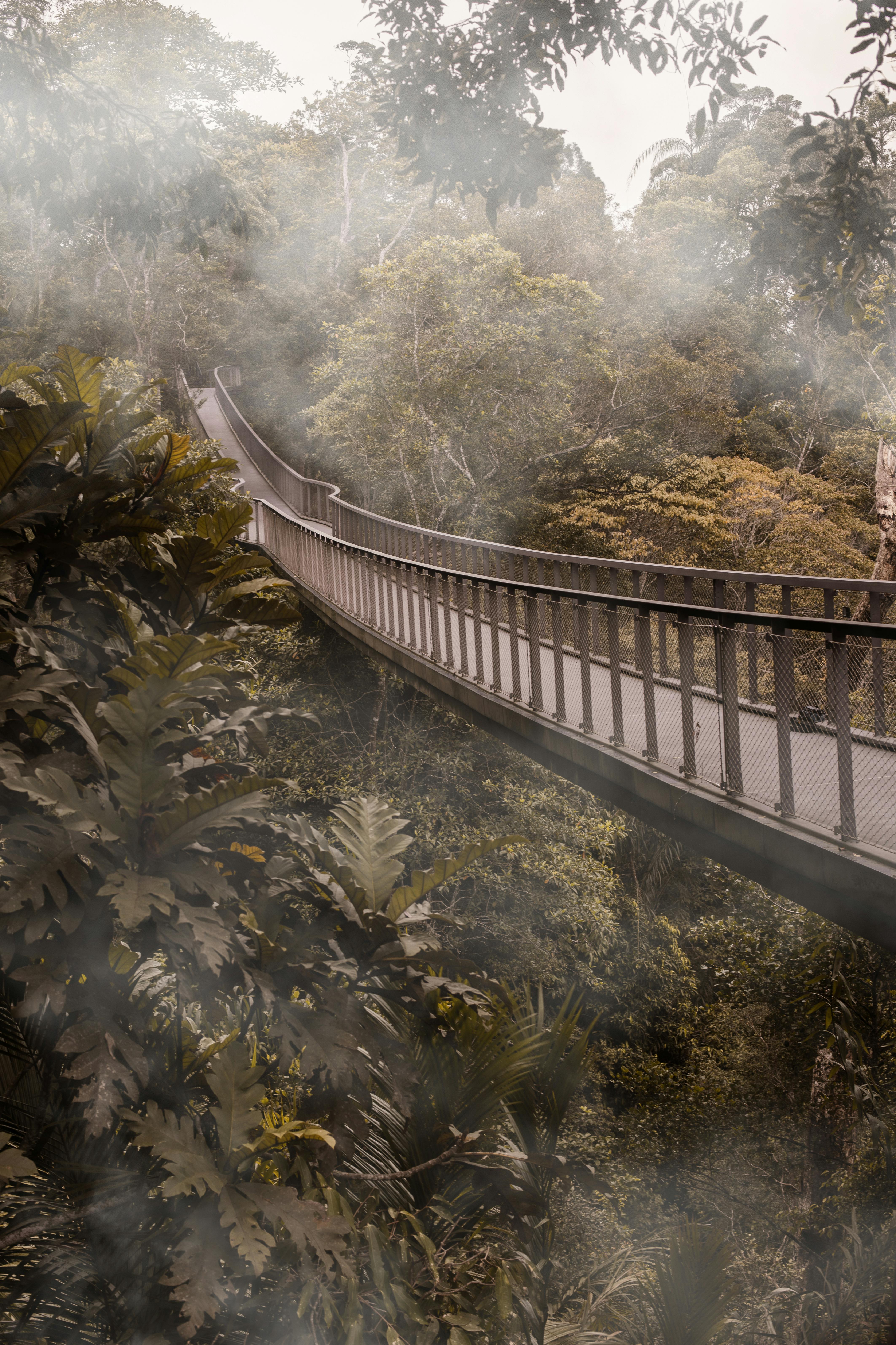 Elevated canopy walkway at Rainforest Wild Asia offering treetop views across the Mandai rainforest