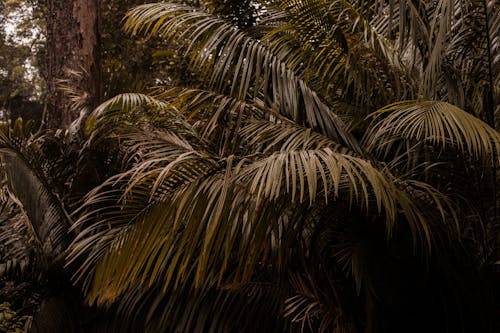 Photos gratuites de feuilles, forêt, forêt tropicale