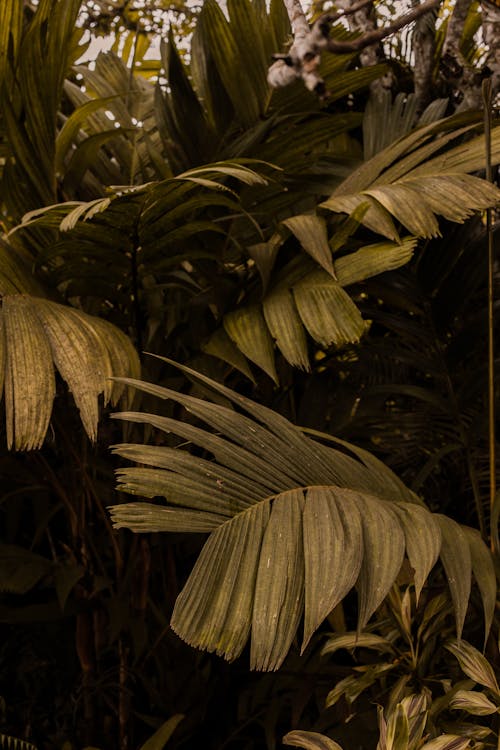 Darmowe zdjęcie z galerii z las deszczowy, liście, listowie