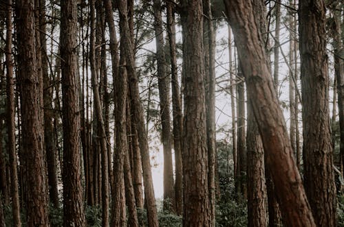 Photos gratuites de aboiement, arbres, dense