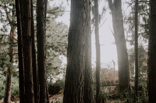 Gratis stockfoto met bomen, Bos, den