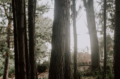 Free A tranquil view of tall pine trees in an evergreen forest, captured in soft lighting. Stock Photo