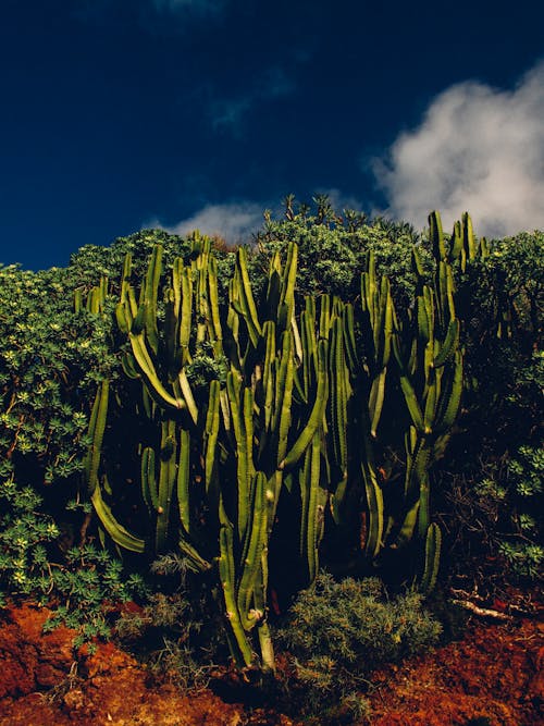 Gratis lagerfoto af dagslys, kaktusser, kraftværker Lagerfoto