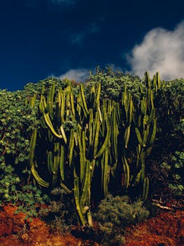 A dense cluster of cacti under a clear blue sky, showcasing the beauty of desert flora.