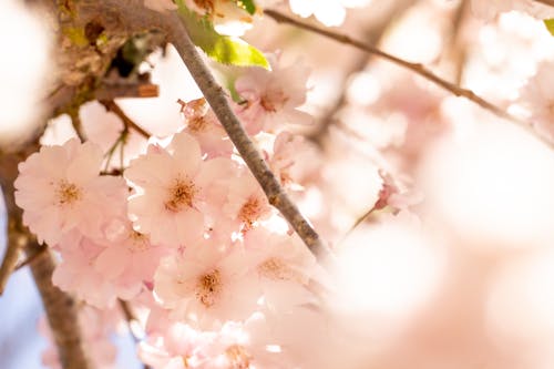 Close-up of Light Pink Cherry Blossoms