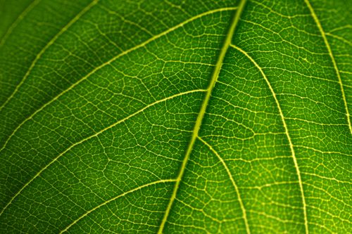 Free Detailed closeup showing the intricate vein structures of a green leaf, highlighting nature's beauty. Stock Photo