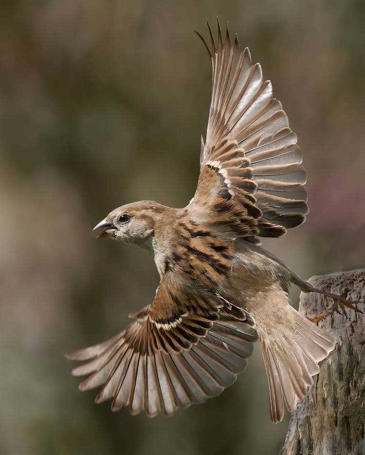 Closeup Of A Sparrow Stretching Wings