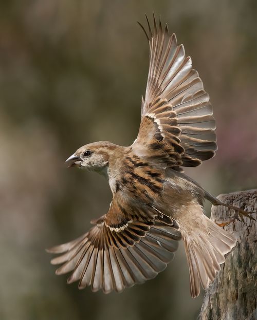 Free Capture of a sparrow in flight showcasing wings spread wide, illustrating agility and grace. Stock Photo