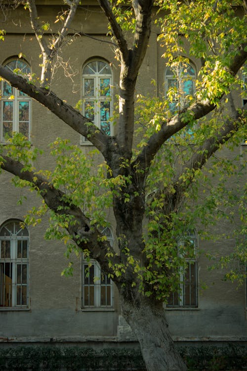나무, 나뭇잎, 도시의의 무료 스톡 사진