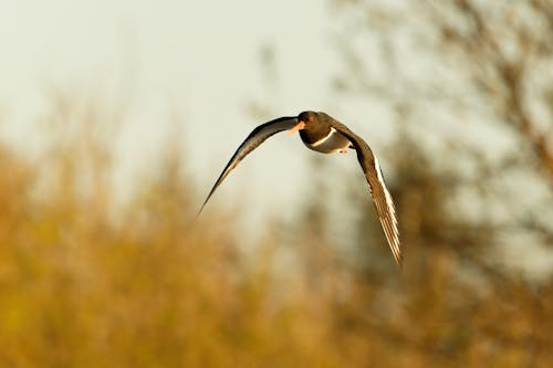 Close-up of an Eurasian Oystercatcher