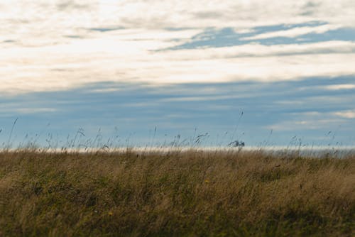 Imagine de stoc gratuită din câmp de fân, cer cu nori, grassfield