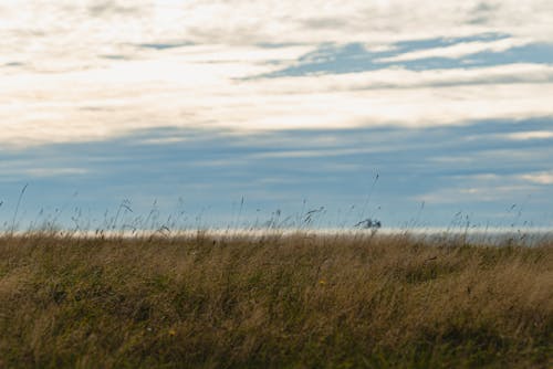 Hayfield in the Evening