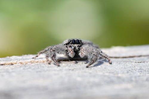 Δωρεάν στοκ φωτογραφιών με άγρια φύση, αράχνη, γκρο πλαν Φωτογραφία από στοκ φωτογραφιών