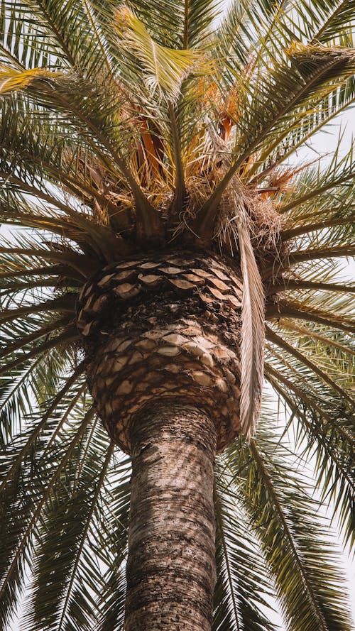 Immagine gratuita di albero di palma, avvicinamento, estate