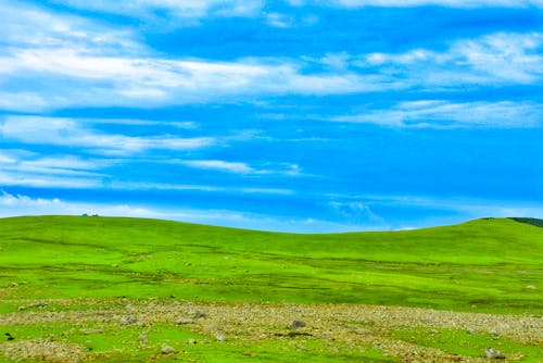 Kostenloses Stock Foto zu blumenwiese, grün, jammu und kaschmir