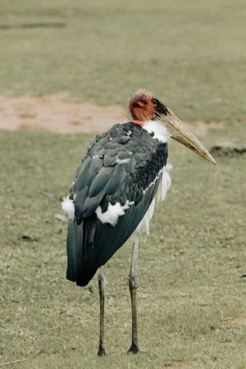 Free Close-up of a marabou stork standing gracefully on grassy terrain, showcasing wildlife beauty. Stock Photo