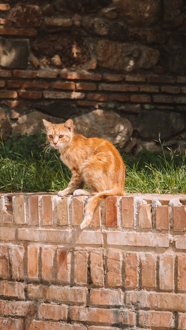 Cat On Wall