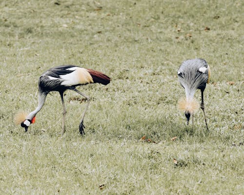 Close-up of Grey Crowned Cranes 