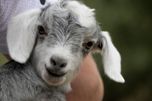Free Close-up of an adorable baby goat being held, showcasing its cute features and fluffy fur. Stock Photo
