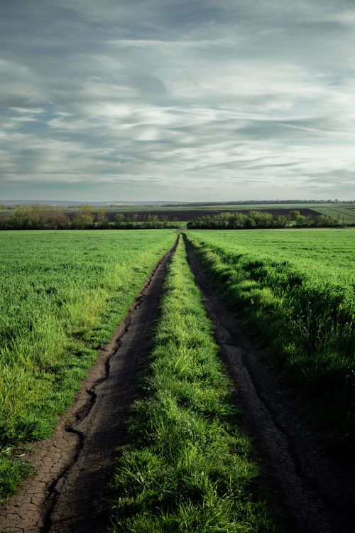 Free Long dirt road through lush green fields under a cloudy sky, embodying rural tranquility. Stock Photo