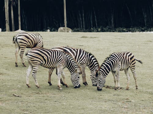 Zebras Grazing in the Pasture 