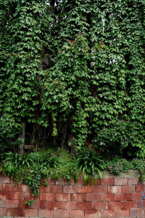 An Ivy Covered Wall 
