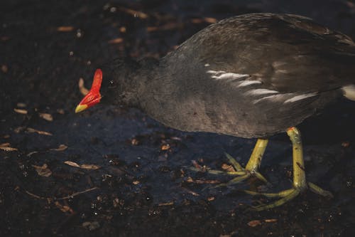 Close-up of a Moorhen 