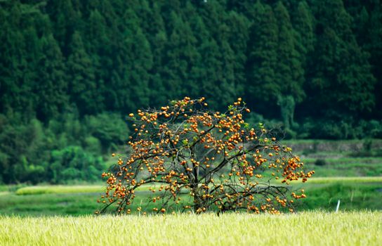 Orange in Japan