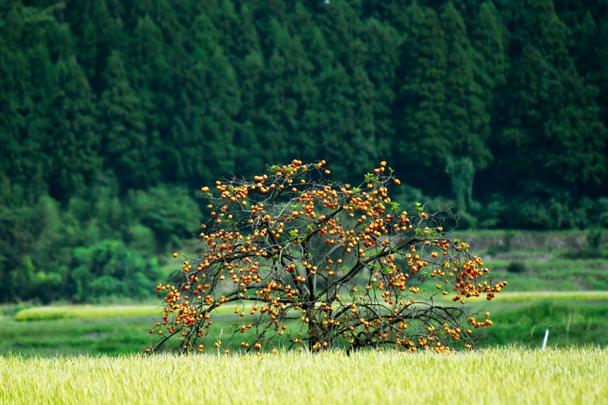 山あいの畑に立つ、実のなった柿の木