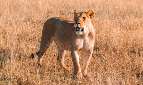 A Lioness on Savannah