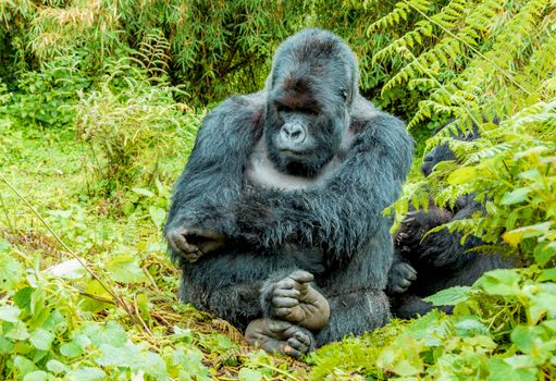 Dian Fossey research centre — Rwanda