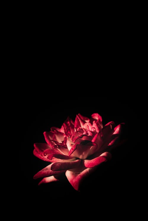 Free Red Flower Stock Photo