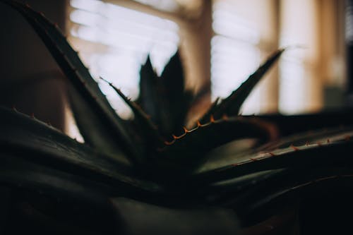 Selective Focus Photography of Aloe Vera Plant