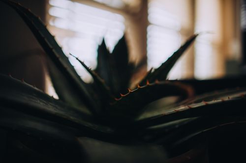 Free A dark and dramatic close-up of an aloe vera plant indoors, featuring spiked leaves. Stock Photo