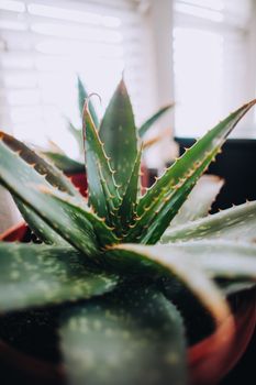 花盆中多汁植物的特写，突出了其室内环境中锋利、尖刺的叶子