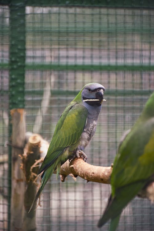 Close-up of Perching Parrots in a Cage 