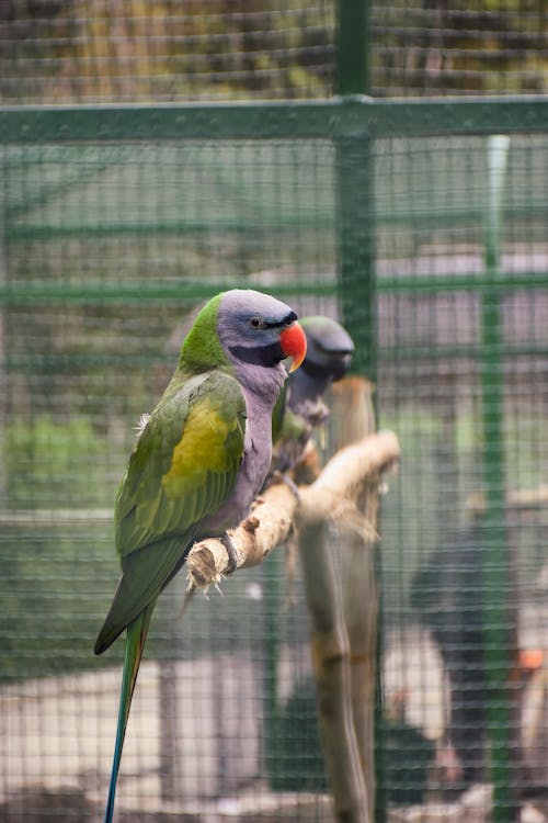 Close-up of Perching Parrots 