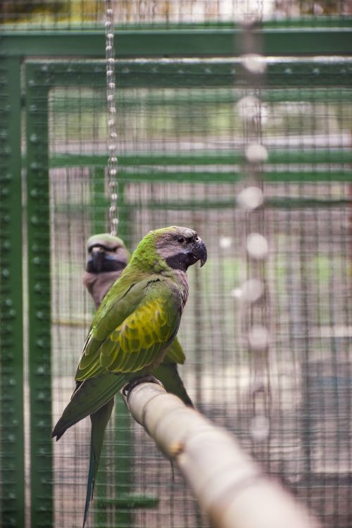 Free Two green parakeets perched inside a cage with selective focus showcasing vibrant feathers. Stock Photo