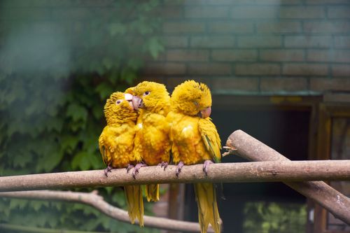 Free Close-up of three golden parakeets perched on a wooden branch in captivity. Stock Photo
