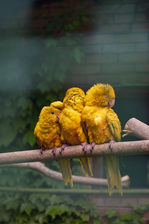 Yellow Parrots Perching on the Tree Branch 