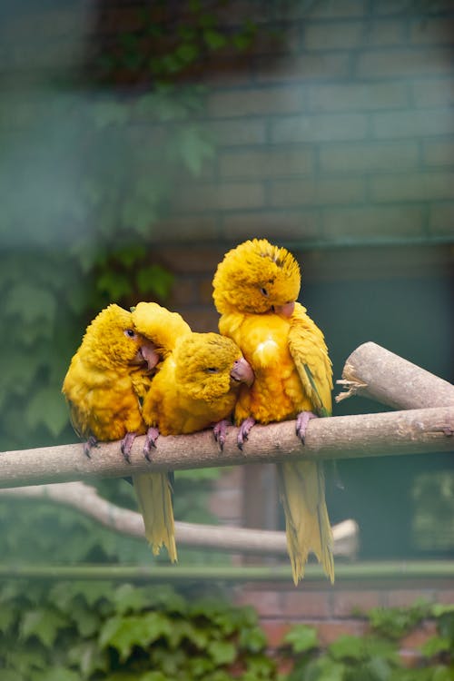 Yellow Parrots Perching on the Branch 