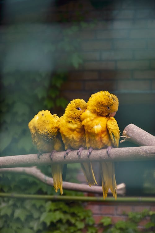 Close-up of Parrots Perching on the Branch 