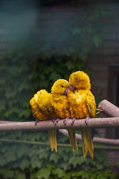 Yellow Parrots Perching on the Branch 