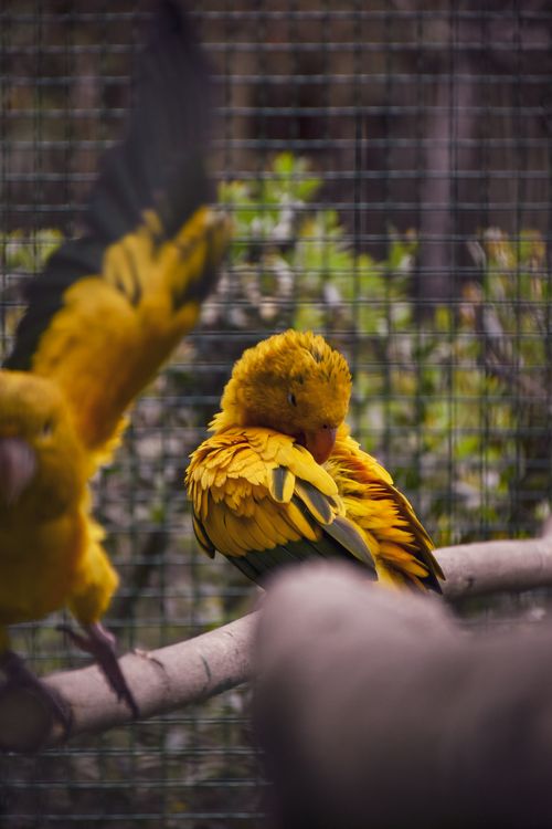 Free Bright yellow Sun Conure birds perched in a cage, showcasing vibrant feathers up close. Stock Photo