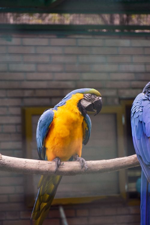 Free Colorful macaw parrot perching indoors with blurred background. Wildlife photography close-up. Stock Photo